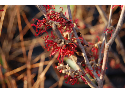 Hamamelis intermedia