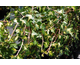 Hedera helix Goldheart ®