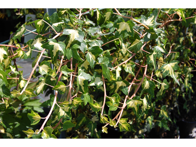 Hedera helix