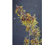 Hamamelis intermedia