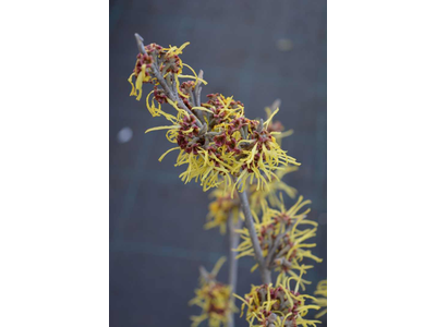 Hamamelis intermedia