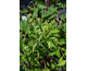 Heptacodium miconioides Temple of Bloom ® PW