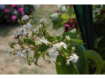 Heptacodium miconioides