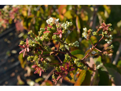 Heptacodium miconioides