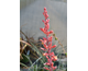 Hesperaloe parviflora None