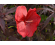Hibiscus moscheutos Carousel ® Geant Red