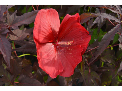 Hibiscus moscheutos