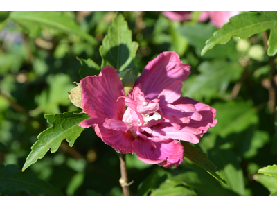 Hibiscus syriacus