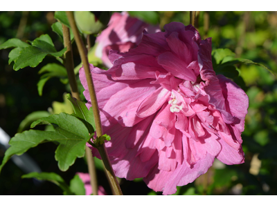 Hibiscus syriacus