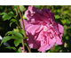 Hibiscus syriacus Magenta Chiffon ® Noble