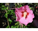 Hibiscus syriacus Pink Giant