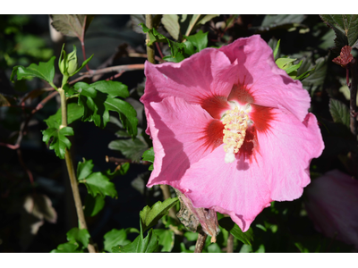 Hibiscus syriacus