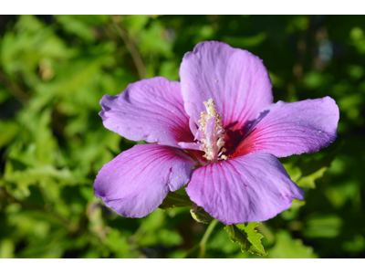 Hibiscus syriacus