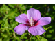 Hibiscus syriacus Purple Pillar ®