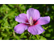 Hibiscus syriacus