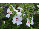 Hibiscus syriacus Red Heart