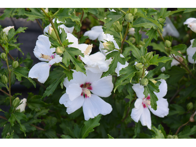 Hibiscus syriacus