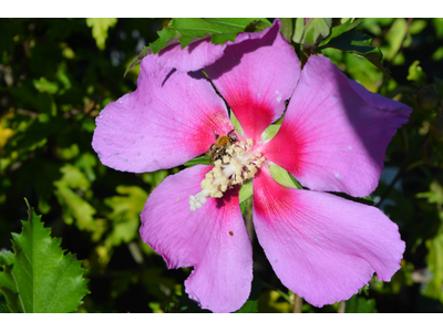 Hibiscus syriacus