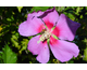 Hibiscus syriacus Rose Moon