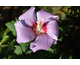 Hibiscus syriacus