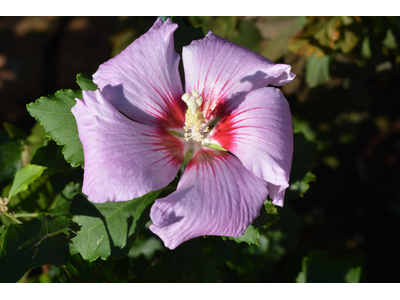 Hibiscus syriacus