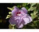 Hibiscus syriacus Summer Ruffle ® First Editions