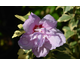 Hibiscus syriacus