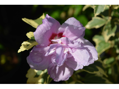 Hibiscus syriacus