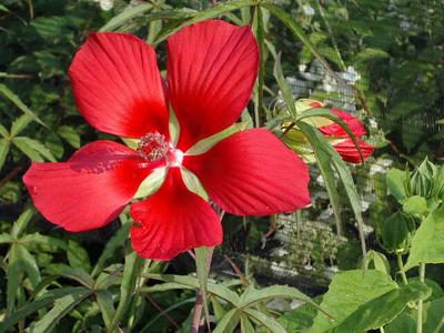 Hibiscus coccineus