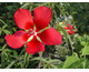 Hibiscus coccineus