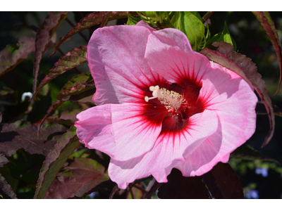 Hibiscus moscheutos