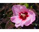 Hibiscus moscheutos Carousel ® Jolly Heart