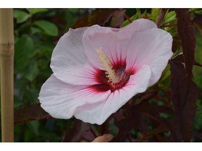 Hibiscus moscheutos