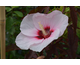 Hibiscus moscheutos