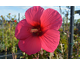Hibiscus moscheutos Carousel ® Pink Passion