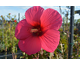 Hibiscus moscheutos