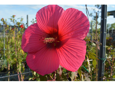 Hibiscus moscheutos