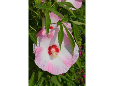 Hibiscus moscheutos