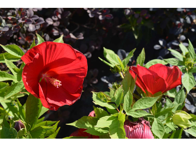 Hibiscus moscheutos