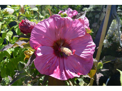 Hibiscus moscheutos