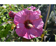 Hibiscus moscheutos Summerific ® Berry Awesome