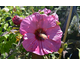 Hibiscus moscheutos