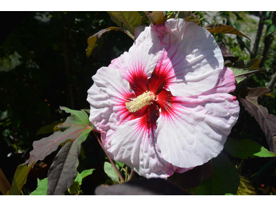 Hibiscus moscheutos