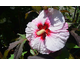Hibiscus moscheutos Summerific ® Perfect Storm