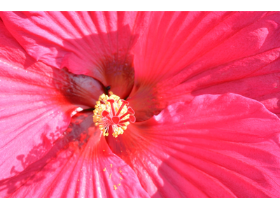 Hibiscus moscheutos