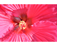 Hibiscus moscheutos