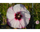 Hibiscus moscheutos