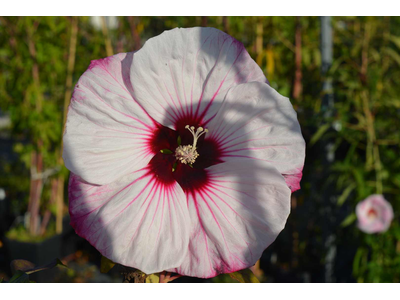 Hibiscus moscheutos