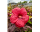Hibiscus moscheutos