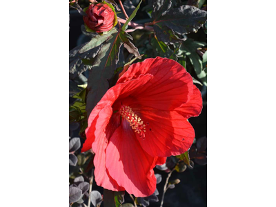 Hibiscus moscheutos